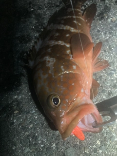 アコウの釣果