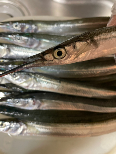 サヨリの釣果