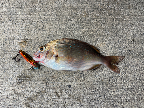 アマダイの釣果