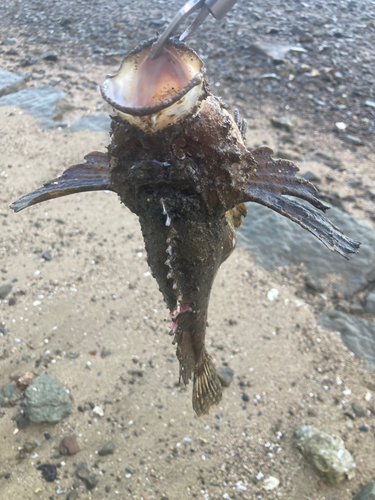 オニオコゼの釣果