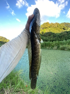 ライギョの釣果