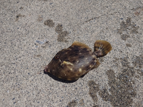 カワハギの釣果