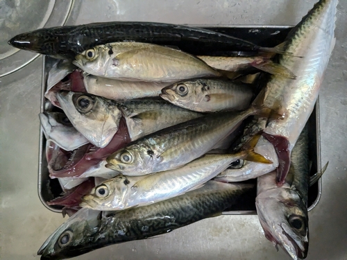 サバの釣果