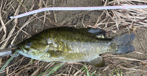 スモールマウスバスの釣果