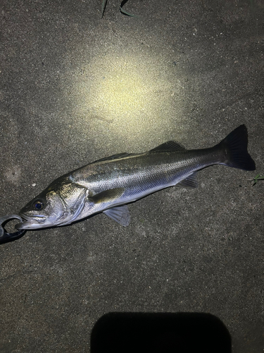 スズキの釣果