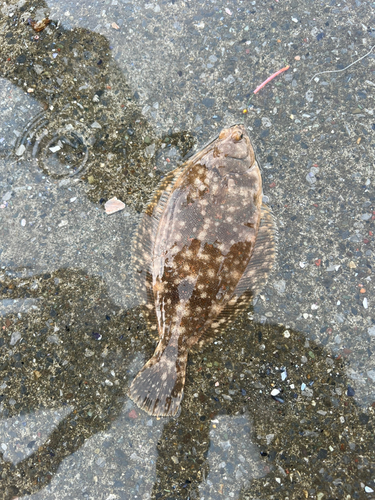 マコガレイの釣果