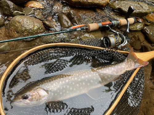 エゾイワナの釣果