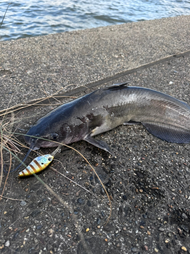 アメリカナマズの釣果