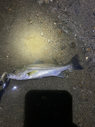 スズキの釣果