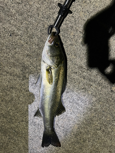 スズキの釣果