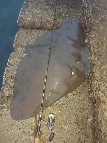 ツバクロエイの釣果