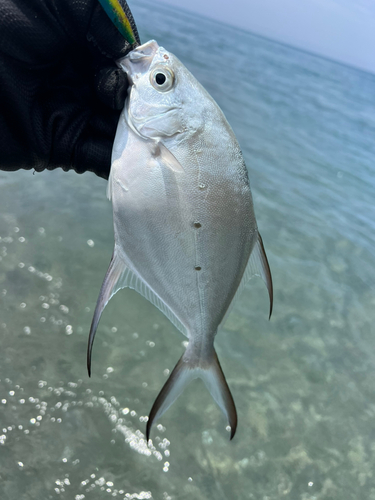 コバンアジの釣果