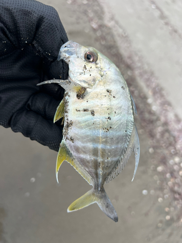 メッキの釣果