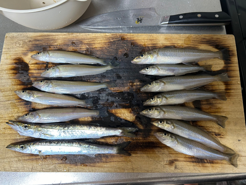 シロギスの釣果