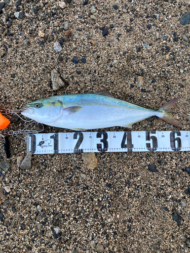 ハマチの釣果