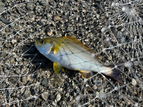 ショゴの釣果