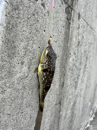 フグの釣果