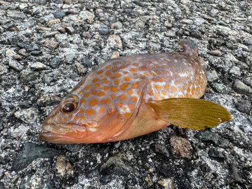 キジハタの釣果