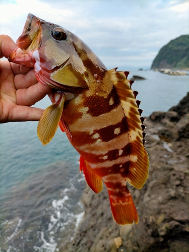 アカハタの釣果