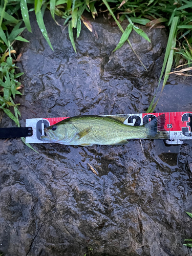 ブラックバスの釣果