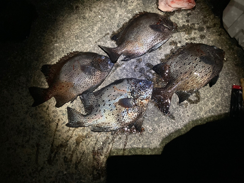 イシガキダイの釣果