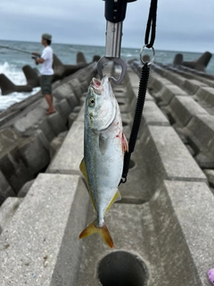 ワカシの釣果