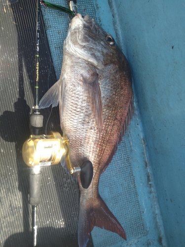 タイの釣果