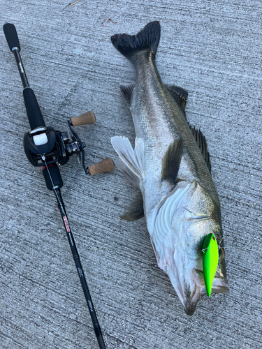 シーバスの釣果