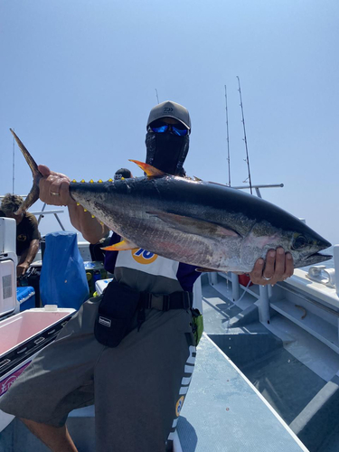 キハダマグロの釣果