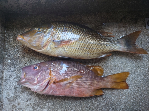 シブダイの釣果