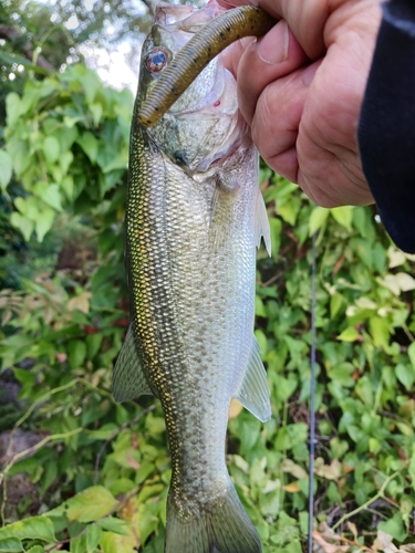 ラージマウスバスの釣果