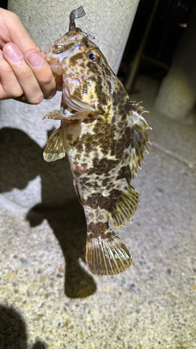 タケノコメバルの釣果