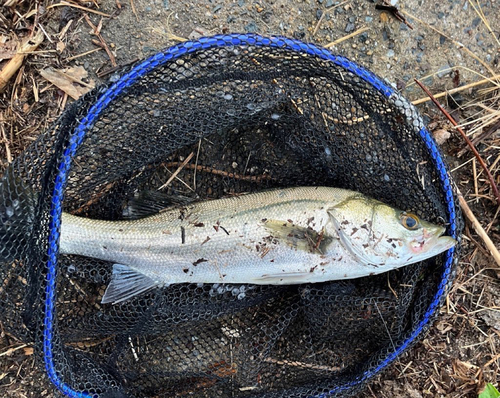 スズキの釣果