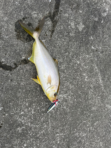 ショゴの釣果