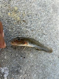 マハゼの釣果