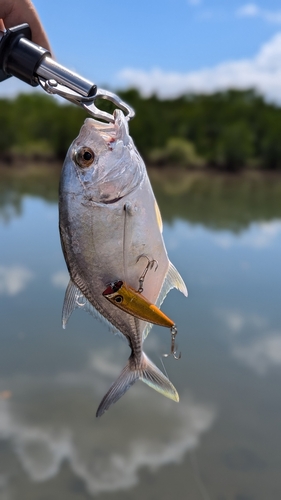 メッキの釣果