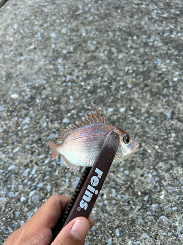 チダイの釣果