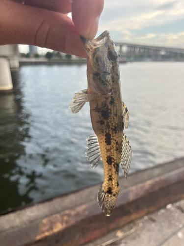 ウロハゼの釣果