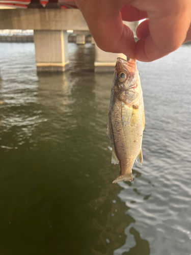 セイゴ（マルスズキ）の釣果