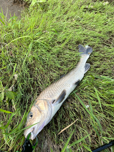 ニゴイの釣果