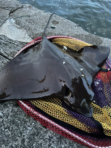 ナルトビエイの釣果