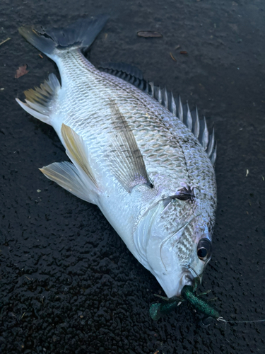 チヌの釣果