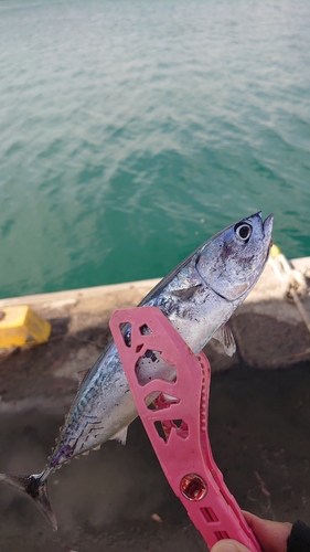 ソウダガツオの釣果