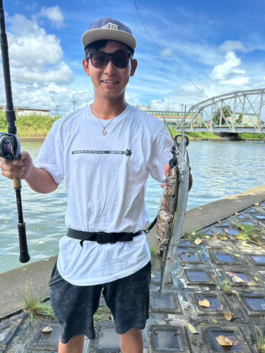 ダツの釣果