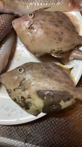 カワハギの釣果