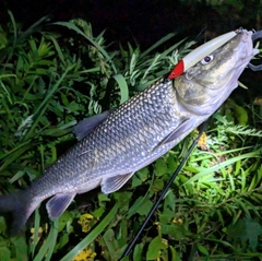 ニゴイの釣果