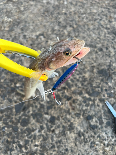 エソの釣果