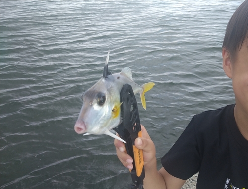 キスの釣果