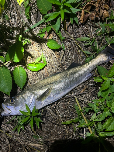 スズキの釣果