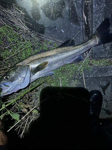 スズキの釣果